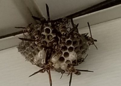 More Wasps